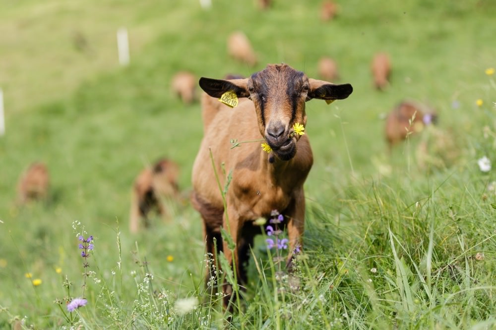 photographe reportage agriculteur exploitation chèvres magasin producteurs