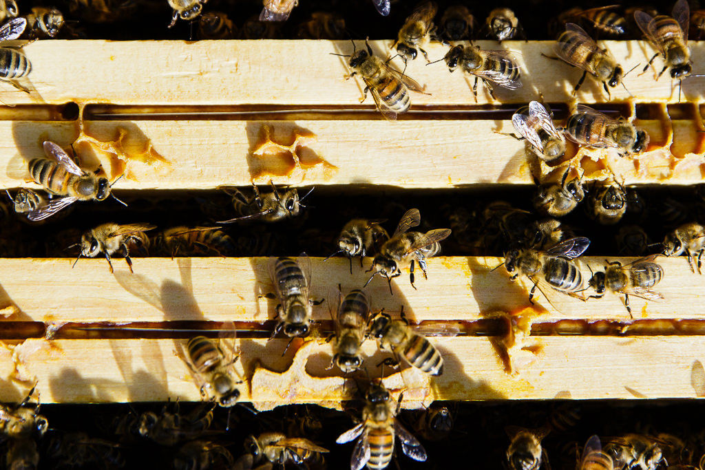 reportage metier apiculteur gresivaudan