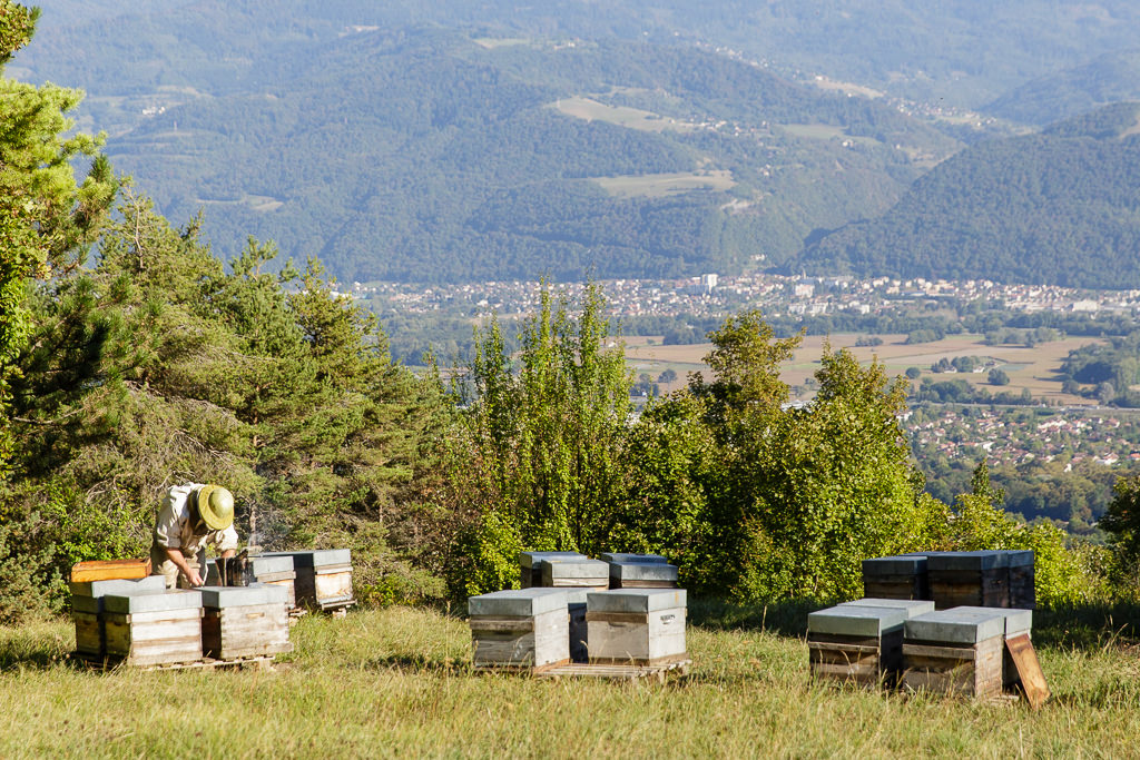 reportage metier apiculteur gresivaudan